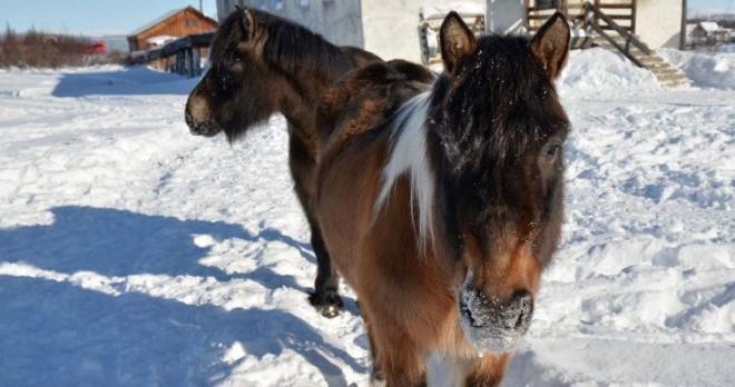 Морозостойких лошадей вместо тракторов будут использовать на Чукотке