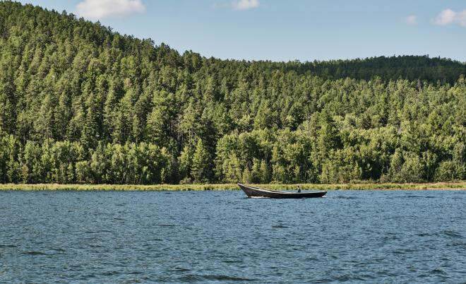Ученый заявил, что нет смысла проводить санитарные рубки на Байкале