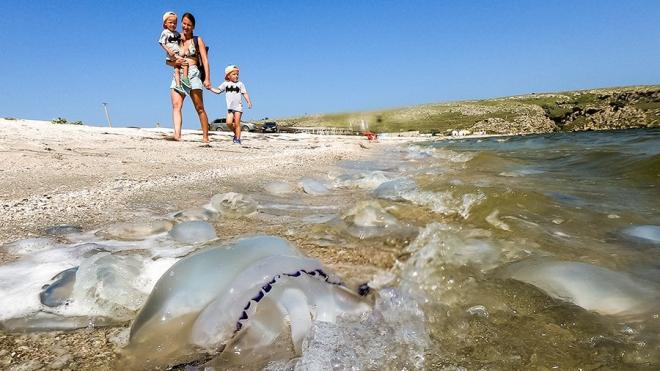 Медузы-корнероты захватили побережье Азовского моря