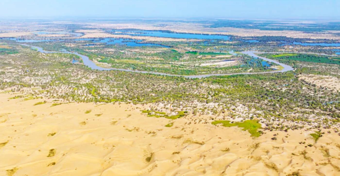 Китай озеленяет одну из крупнейших пустынь мира, но деревья могут оказаться неэффективны в борьбе с засухой