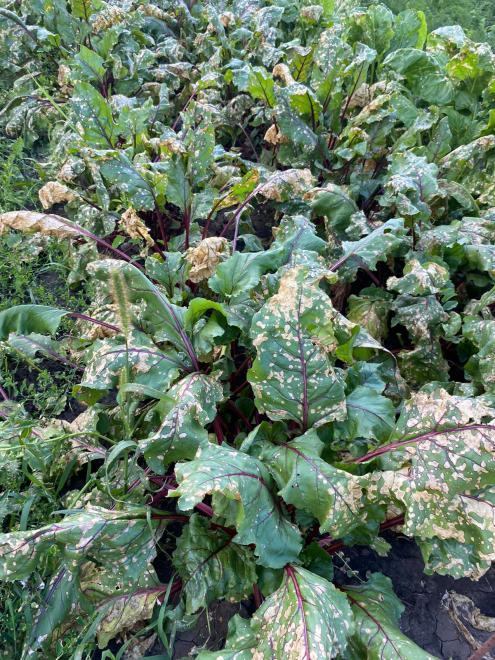 Белые пятна на земле Рязанской области не исчезли 