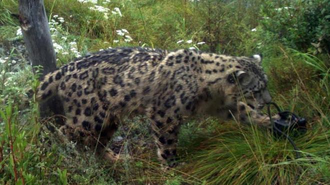 Котята снежного барса играют с фотоловушкой