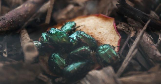 Сибирские учёные вырастили климатически адаптированного  жука