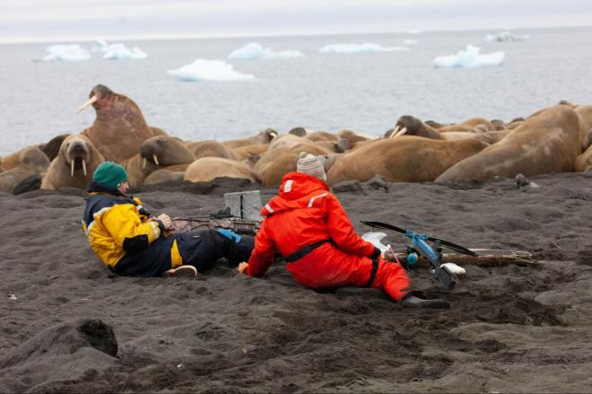 Российские ученые рассказали о наличии тяжелых металлов у моржей разных районов Арктики 