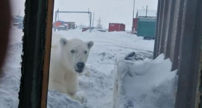 На Чукотке наблюдают повышенную активность белых медведей