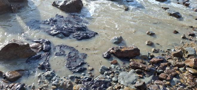 Экосистемы получили «контрольный выстрел» спустя 15 лет