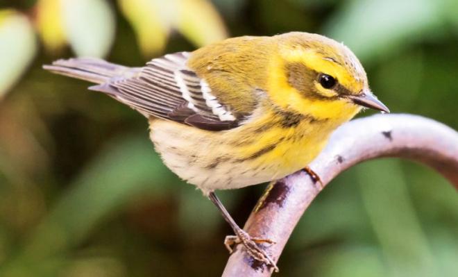Мозговитые птицы лучше справляются с изменениями климата 