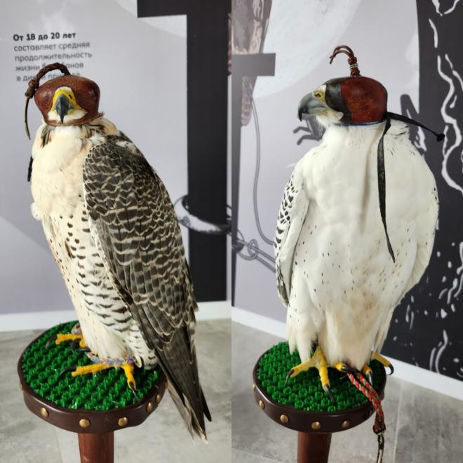 ВЭФ-2024: сокол инструмент дипломатии в условиях санкций, но не самый быстрый