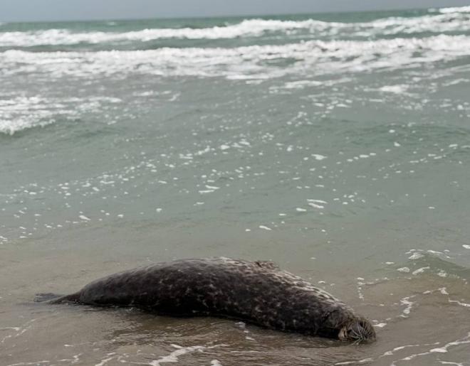 Более 70 погибших тюленей нашли на побережье острова Кулалы в Каспийском море