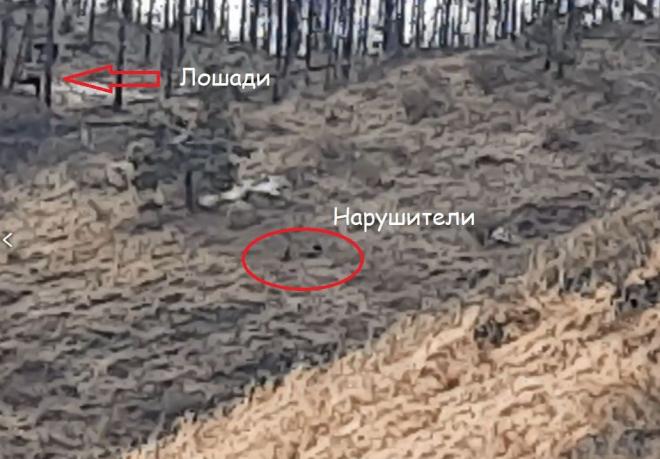 В красноярском заповеднике ловят конные группы браконьеров