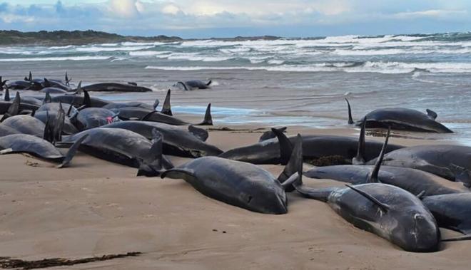 Выбросившихся на берег Австралии косаток скорее всего подвергнут эвтаназии