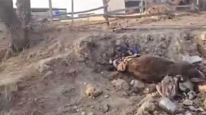 Полиция и прокуратура выясняют детали дела по «адскому скотомогильнику» в Приморье