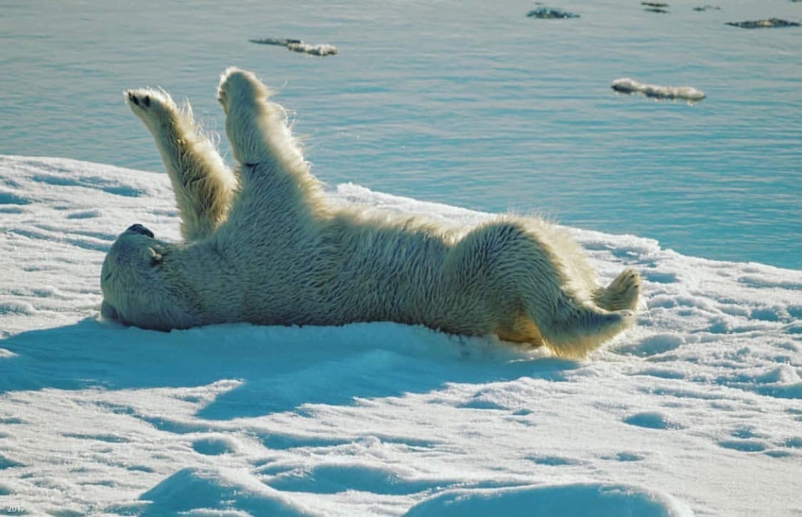 Белый медведь морж и тюлень природная зона. Белые медведи в Арктике. Биоразнообразие Арктики. Парк белый медведь в Арктике.