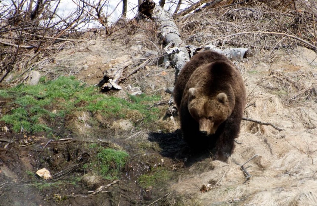 медведи охраняли поле марихуаны
