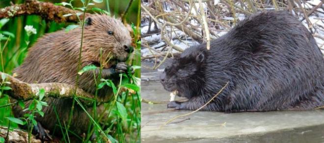 Европейские бобры захватывают Сибирь