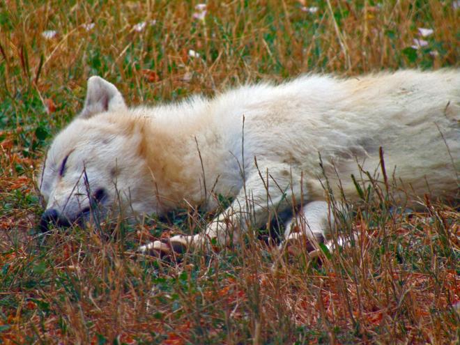 Волки засыпают быстрее собак