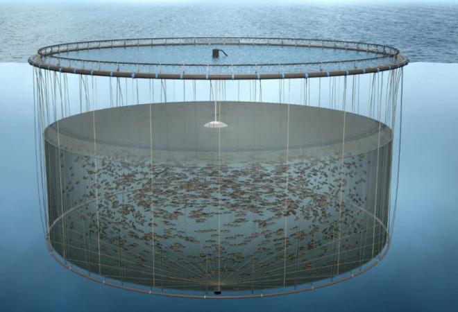 Вши с рыбных ферм убивают до 40% молодняка лосося