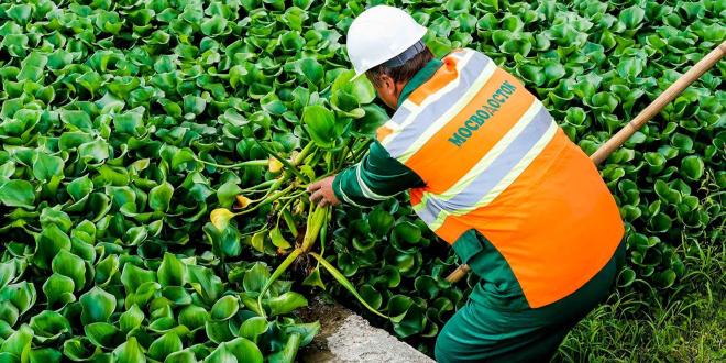 В помощь очистным сооружениям в Москве высаживают растения-экофильтры