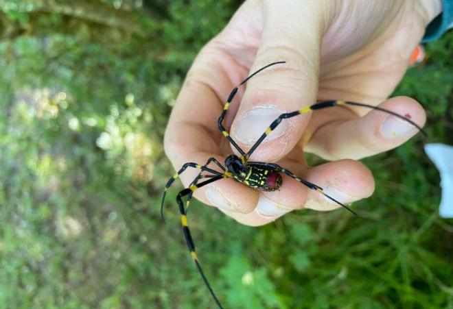 Огромные пауки захватывают восточное побережье США
