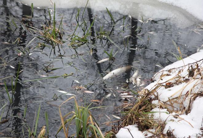 По факту массовой гибели рыбы виновник заплатит 43 млн рублей