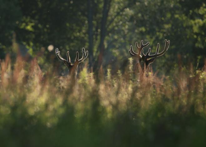 «По своей природе»: финалисты в номинациях. Часть IV
