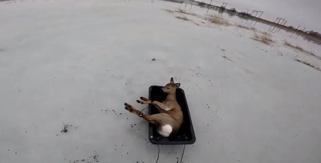 Лед на озере чуть не погубил сотни косуль в Новосибирской области