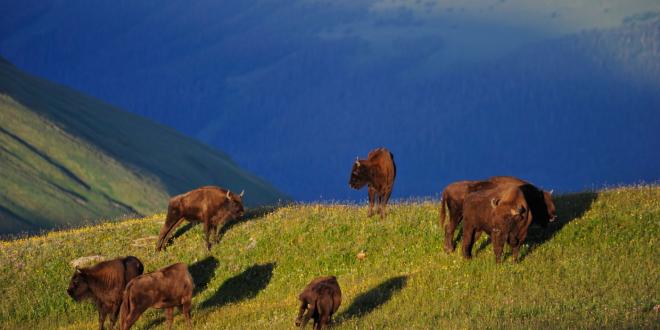 100 лет отмечает Кавказский заповедник