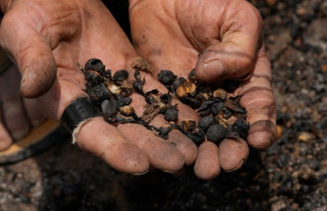 Засуха и лесные пожары стали причиной роста мировых цен на кофе