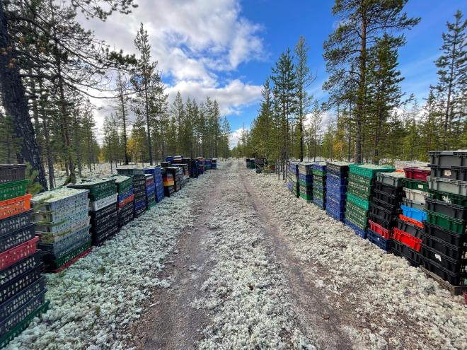 Из Старого Надыма вывозят ягель ящиками