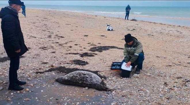 Ученая спрогнозировала выброс погибших каспийских тюленей в конце ноября 