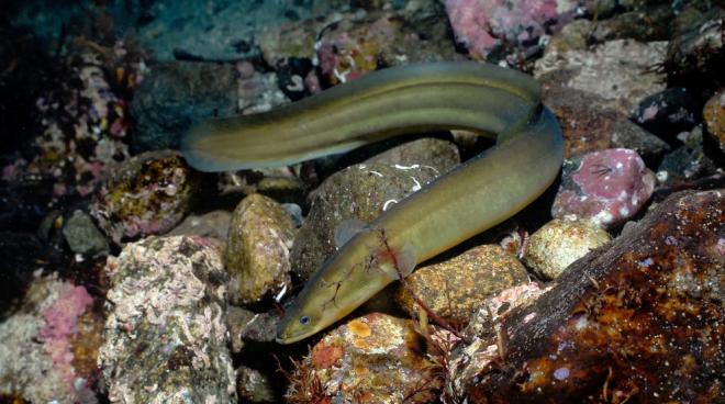 Порт в Копенгагене станет первым в мире заповедником для угрей