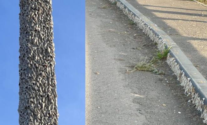 Шелкопряд облепил дома и деревья в селах Республики Алтай