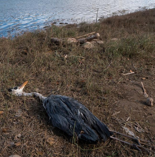 Более 100 журавлей погибло на Ставрополье от яда для грызунов