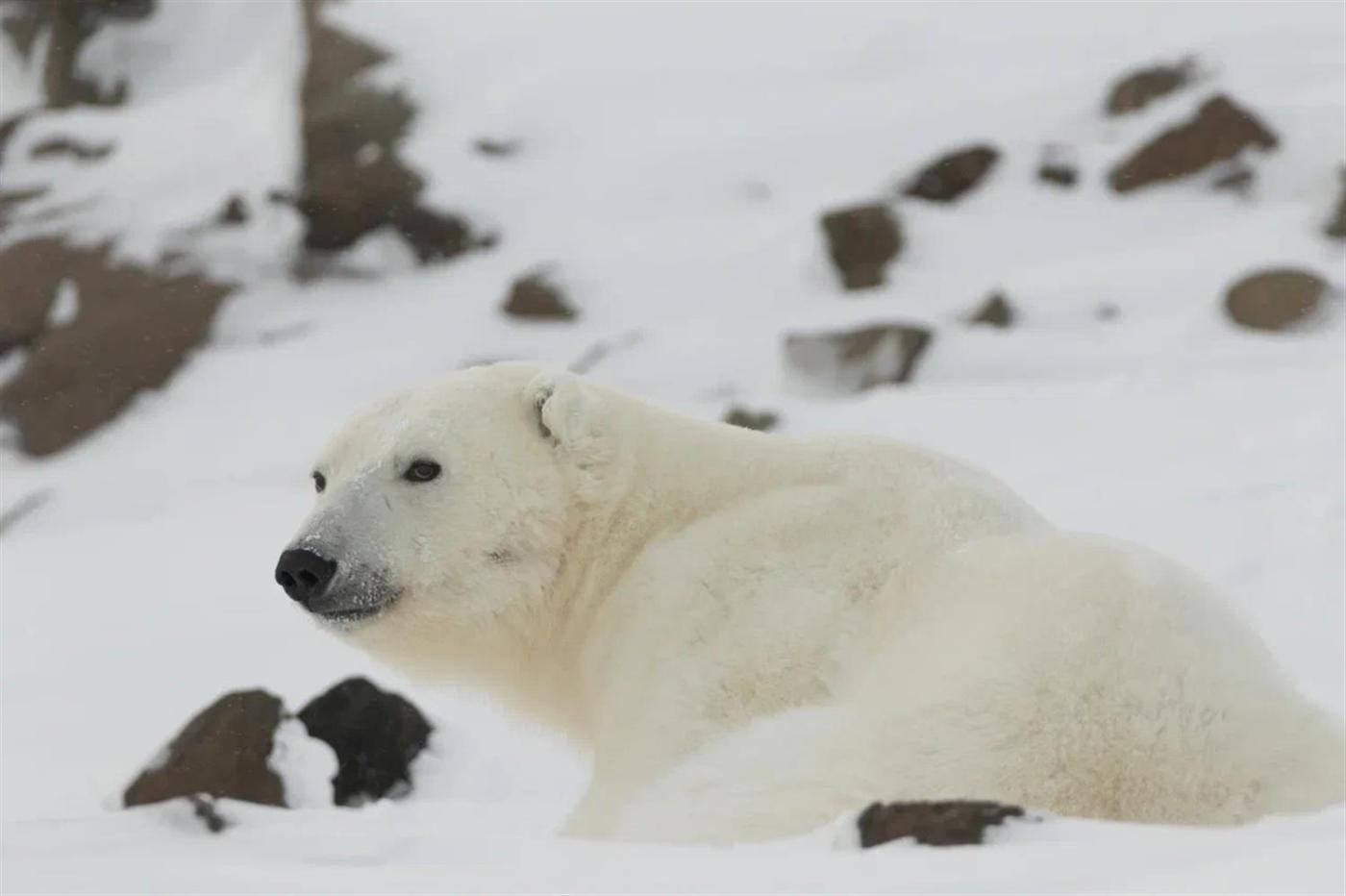 Семь белых медведиц «окольцевали» специалисты нацпарка «Русская Арктика» в 2021 году