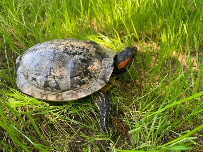 Опасный инвазионный вид черепахи обнаружен в московской части «Лосиного Острова»
