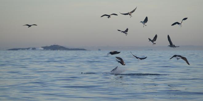 В Анапе запретят работать с птицами непривитым от гепатита, столбняка и дифтерии