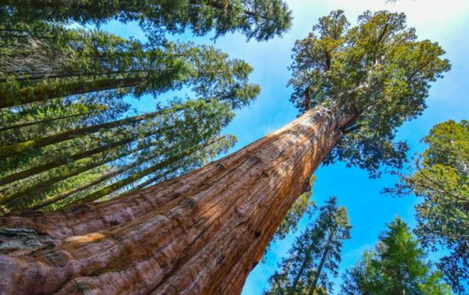 Американский редактор попросила рассказать «Экологию России» о лесном проекте