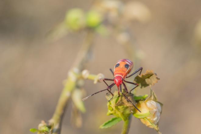 Минсельхоз: в России появился новый вредитель в растениеводстве – красноголовый клоп