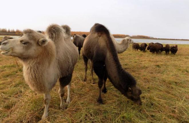 Верблюды приехали в Заполярье, чтобы возродить мамонтовые степи