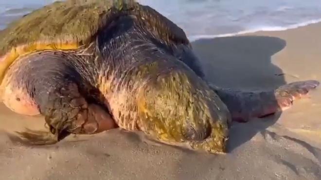 Волонтеры в Анапе борются за жизнь краснокнижной черепахи