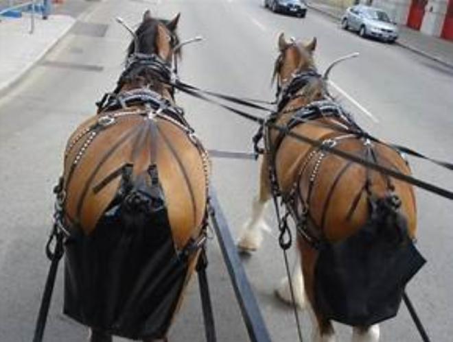 Конский навоз помешал экологии в Суздале