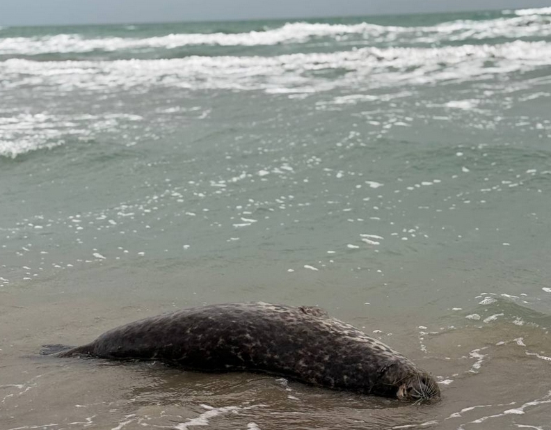 Более 70 погибших тюленей нашли на побережье острова Кулалы в Каспийском море