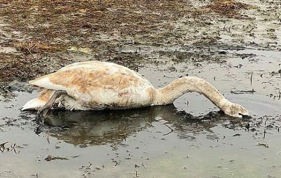 На озере в Северной Осетии погибли семь лебедей - «Экология России»
