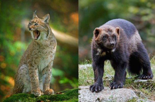 Более 100 тысяч подписали петицию против охоты на рысь 