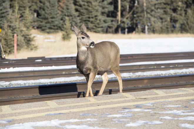 Более полутора тысяч случаев выхода животных на железнодорожные пути зафиксировано в январе 2025 года 