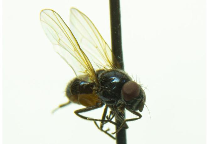 В Мордовском заповеднике нашли неизвестных науке мух